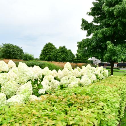 Amberboom in grote tuin